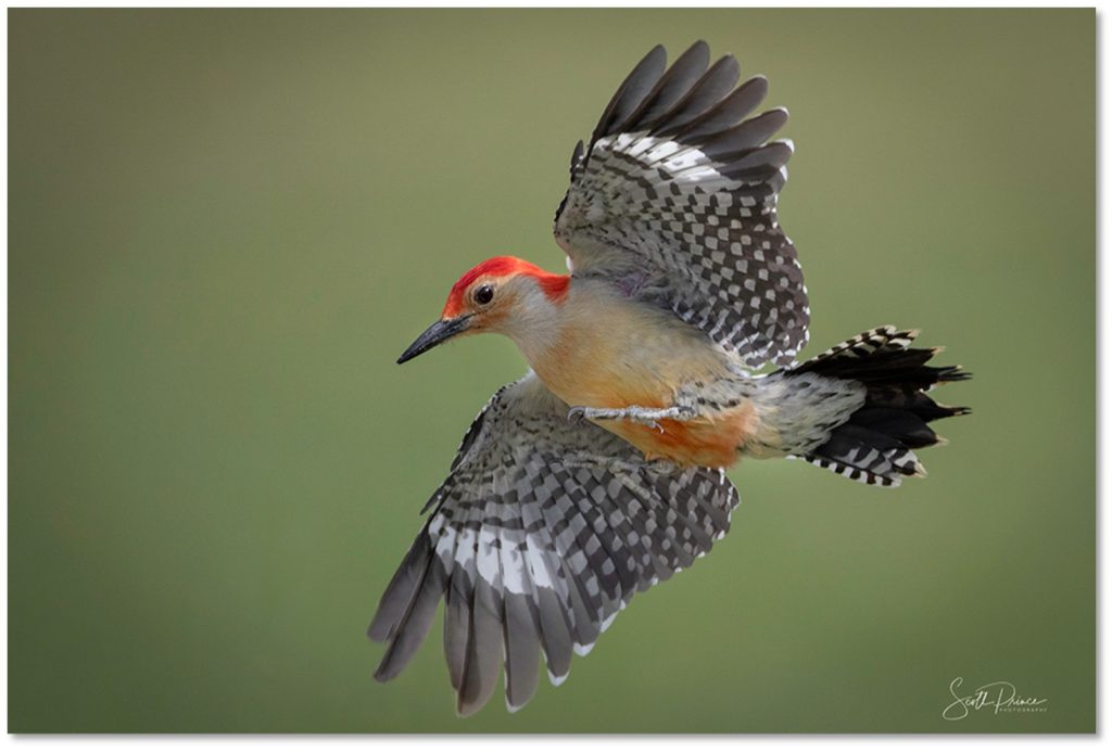 Learn how to photograph backyard birds. 