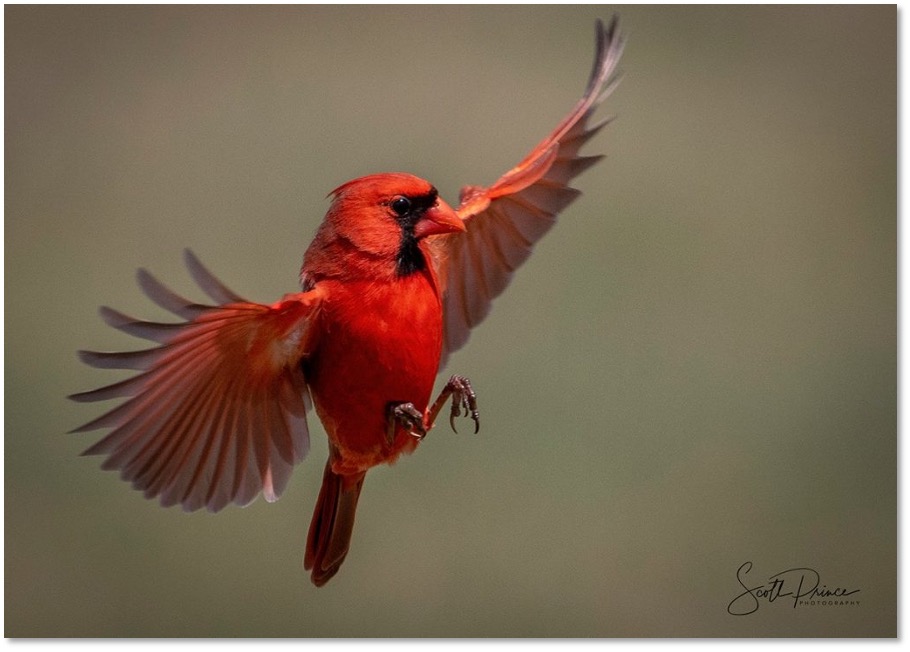 Learn how to photograph backyard birds. 